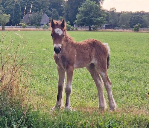Mooie tinker merrie veulen, Dieren en Toebehoren, Pony's, Merrie, Niet van toepassing, D pony (1.37m tot 1.48m), Recreatiepony