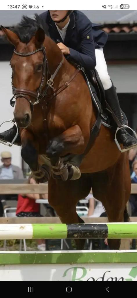 Goede thuis gezocht, Dieren en Toebehoren, Paarden, Merrie, Niet van toepassing, 160 tot 165 cm, 11 jaar of ouder, Springpaard