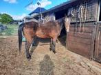 Lieve merrie, Dieren en Toebehoren, Paarden, Merrie, Ontwormd