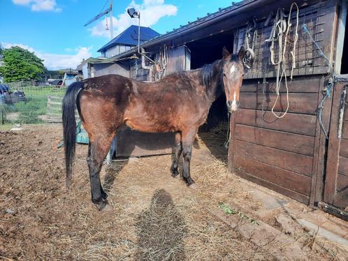 Lieve merrie, Dieren en Toebehoren, Paarden, Merrie, Ontwormd