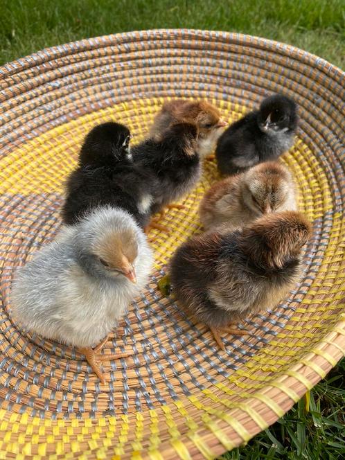 Kuikens Wyandotte kriel, Dieren en Toebehoren, Pluimvee, Kip