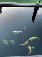 Japanse kois, Dieren en Toebehoren, Vissen | Vijvervissen