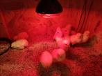 Kippen, Dieren en Toebehoren