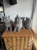 Britse korthaar kater kitten blauw, Dieren en Toebehoren, 0 tot 2 jaar, Kater, Gechipt