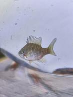 Zonnebaars, Dieren en Toebehoren, Vis, Zoetwatervis