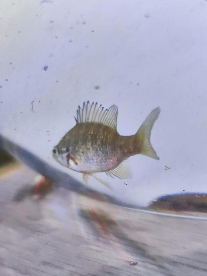Zonnebaars, Dieren en Toebehoren, Vissen | Aquariumvissen, Zoetwatervis, Vis