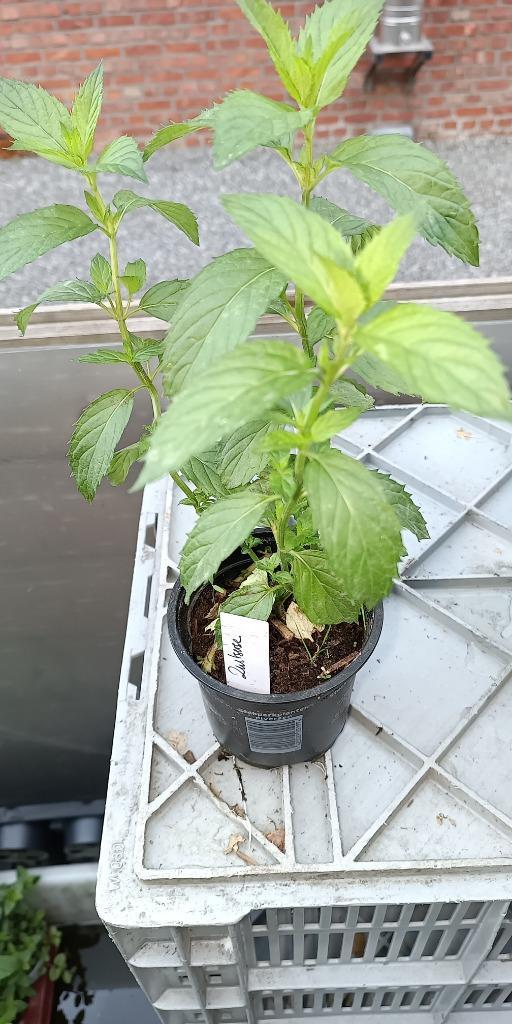 zwitserse munt, Tuin en Terras, Planten | Tuinplanten, Vaste plant, Kruiden, Halfschaduw, Zomer, Ophalen of Verzenden