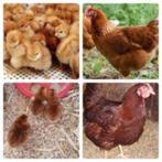 jour : poussins : 7 races, 100 % poules, résultat : 25 juin, Poule ou poulet, Femelle