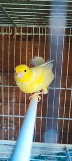 canaris à vendre, Dieren en Toebehoren, Vogels | Kanaries