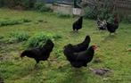 Groenleggers, Dieren en Toebehoren, Pluimvee