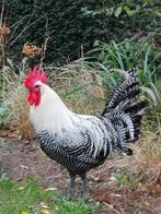 Zilverbrakel Haan, Dieren en Toebehoren