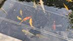 Koi, Dieren en Toebehoren, Vissen | Vijvervissen, Karper of Koi