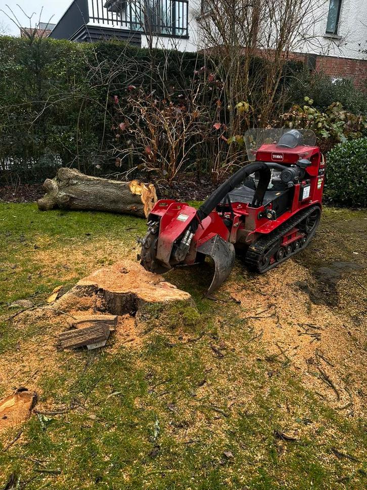 Stomp trimmen/stronken verwijderen/stronken verwijderen, Diensten en Vakmensen, Tuinmannen en Stratenmakers, Tuinonderhoud of Snoeiwerk