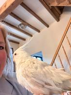 3 handtamme valkparkieten, Dieren en Toebehoren