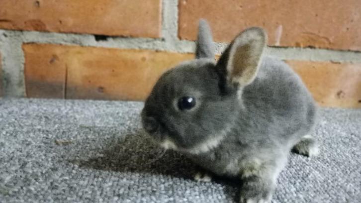 Dwerg Rex in opaal., Dieren en Toebehoren, Konijnen, Dwerg