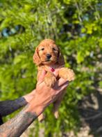 Prachtige cockapoo (cocker spaniël x dwergpoedel) pups, Dieren en Toebehoren, België, Overige rassen, CDV (hondenziekte), 8 tot 15 weken