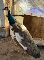 Mooie gezonde blauwe -jonge-pauw te koop in Nijlen!, Dieren en Toebehoren, Mannelijk, Tropenvogel