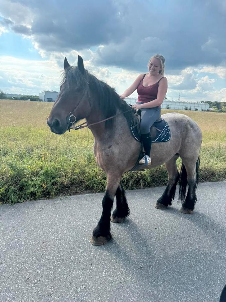 Knap gereden boerenpaard 6 jaar ruin, Dieren en Toebehoren, Paarden, Ruin