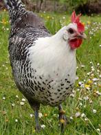 Zilverbrakel kippen jonge hennen beschikbaar, Dieren en Toebehoren, Pluimvee, Vrouwelijk, Kip