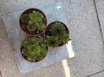 Sempervivum. huislook of donderbotten, Tuin en Terras, Ophalen of Verzenden