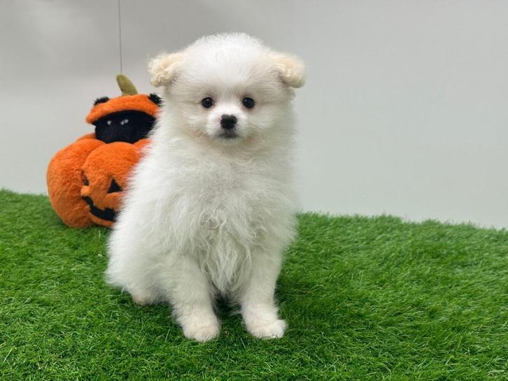 Pom Frisé pups, Dieren en Toebehoren, Honden | Niet-rashonden, Teef, Fokker | Professioneel, Meerdere, België, 8 tot 15 weken