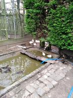 Siereenden, Dieren en Toebehoren