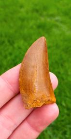 Fossile de dinosaure à dents de Carcharodontosaure, Enlèvement ou Envoi, Fossile