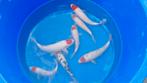 Hq tancho's van ogata sff bloedlijnen, Dieren en Toebehoren, Karper of Koi