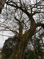 Gratis brandhout voor wie deze grote wilg wil omzagen, Tuin en Terras, Brandhout, Ophalen, Overige houtsoorten