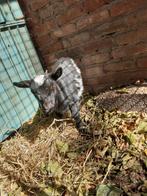 Jong dwerggeitje mieke, Dieren en Toebehoren