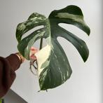 Monstera variegata stek, Huis en Inrichting, Kamerplanten, Ophalen