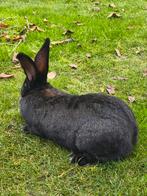 Vlamese Reus, Dieren en Toebehoren, Groot