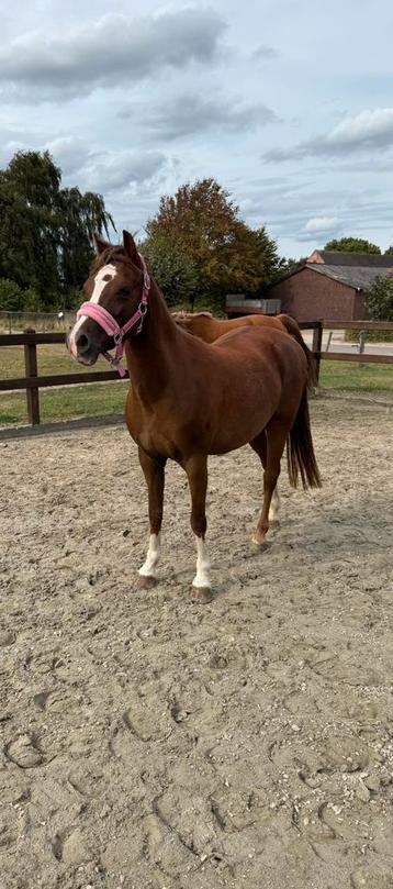 Lieve welsh merrie