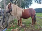 Shetlander, Dieren en Toebehoren, Pony's