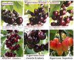 LAAGSTAM KERSENBOMEN: oa REGINA, KORDIA, BIG. BURLAT,.. 15€, Ophalen, Volle zon, Vaste plant, Fruitplanten