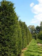 Taxus baccata, Tuin en Terras, Ophalen, Taxus, Haag