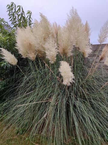 Pampas beschikbaar voor biedingen