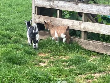 Dwerggeitebokje te koop, Mâle, Chèvre, 0 à 2 ans