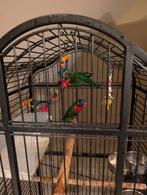 Koppel lori's van de blauwe bergen, Animaux & Accessoires, Oiseaux | Perruches & Perroquets, Plusieurs animaux, Perroquet, Bagué