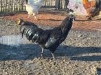 Haantjes Brahma en Ayem Cemani, Dieren en Toebehoren, Pluimvee, Mannelijk, Kip