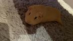 Cavia zeugje te koop, Dieren en Toebehoren, Knaagdieren, Cavia, Vrouwelijk, Januari, Tam