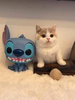 Chatons British Shorthair – Chatterie Al Samarrai, Bruxell, Chat, Avec pedigree, 3 à 5 ans