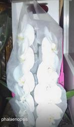 Orchidee €29,-, Ophalen of Verzenden