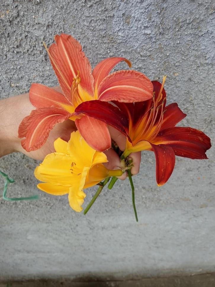 Hemerocallis dagbloem, Tuin en Terras, Planten | Tuinplanten, Vaste plant, Overige soorten, Volle zon, Zomer, Ophalen