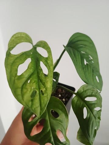 Monstera adansonii Mint  beschikbaar voor biedingen