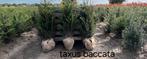 Taxus baccata aan stuntprijzen!, Tuin en Terras, Ophalen, Taxus