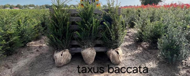 Taxus baccata aan stuntprijzen!, Tuin en Terras, Planten | Struiken en Hagen, Taxus, Ophalen