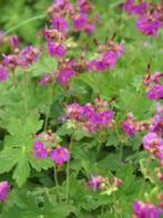 geranium macr.Bevan's variety , pot een 24 tal  planten, Ophalen