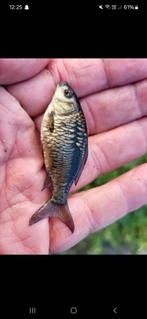 Mix van spiegel en schub karpers, Dieren en Toebehoren
