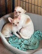Kleinblijvende chihuahua pups  met fci stamboom, Dieren en Toebehoren, CDV (hondenziekte), 8 tot 15 weken, België, Reu